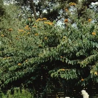 thumbnail for publication: Combretum fruticosum Orange Flame Vine